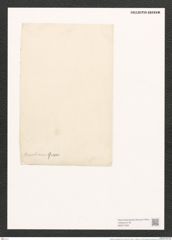 Orthoneis horvathiana Grun. (de-Toni-Nr.: Genus 41, Species 1911) Zeichnungen Sammlung Grunow (NHMW-BOT-W0371469)
